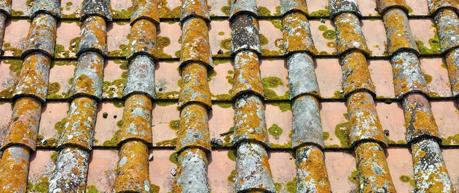 What to do if there is mildew, algae, or moss growing on your tile roof?