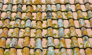 What to do if there is mildew, algae, or moss growing on your tile roof?